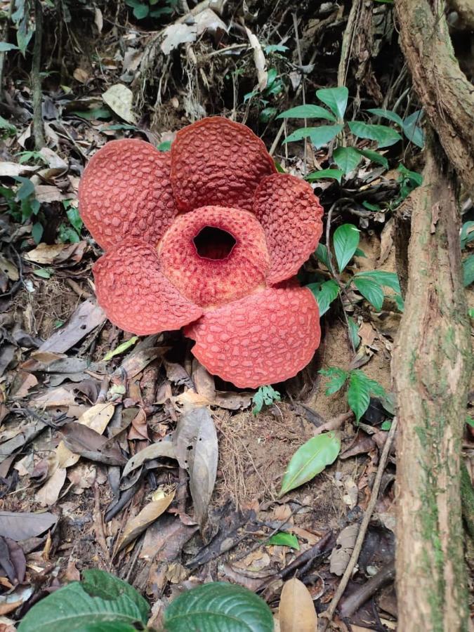 Umiyuki Jungle Tour Only Treking With As Hotel Bukit Lawang Bagian luar foto