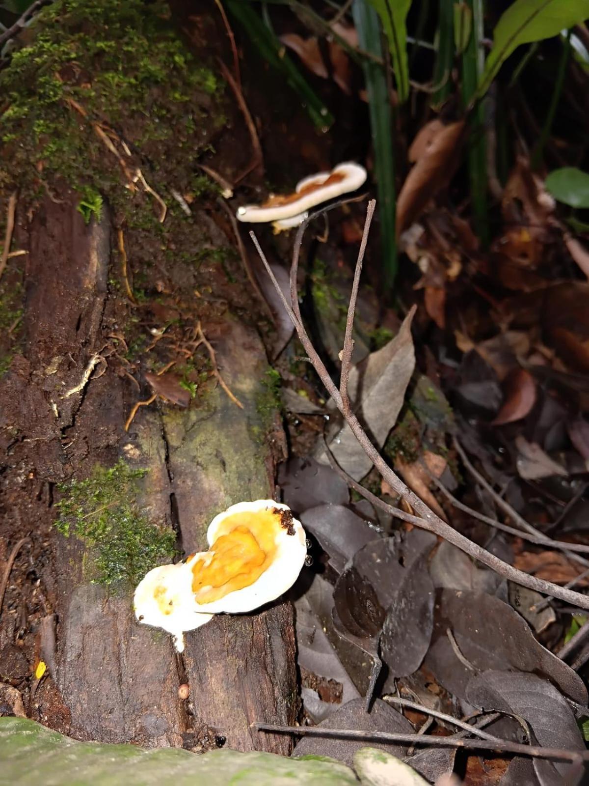 Umiyuki Jungle Tour Only Treking With As Hotel Bukit Lawang Bagian luar foto