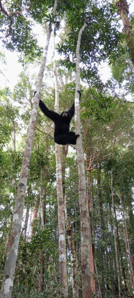 Umiyuki Jungle Tour Only Treking With As Hotel Bukit Lawang Bagian luar foto