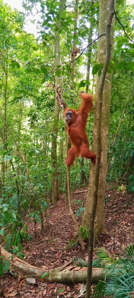 Umiyuki Jungle Tour Only Treking With As Hotel Bukit Lawang Bagian luar foto
